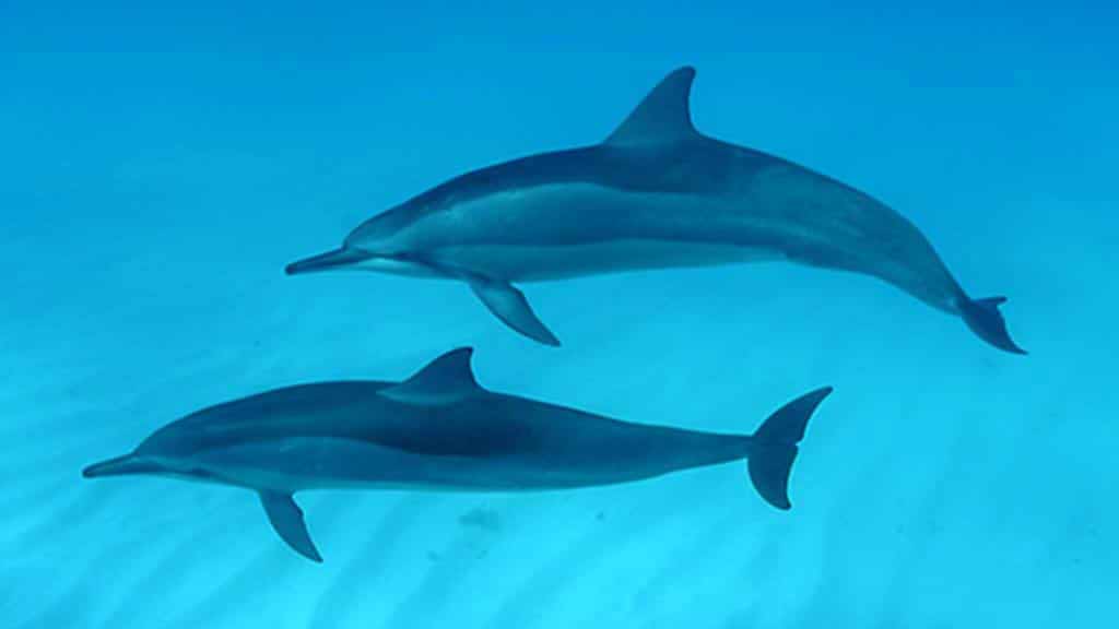 Galapagos dolphins: two sipnner dolphins underwater
