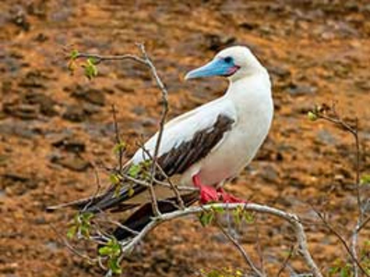 The Galapagos Red-footed Booby - the smallest but fastest