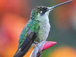 ecuador birding tours for bird watchers