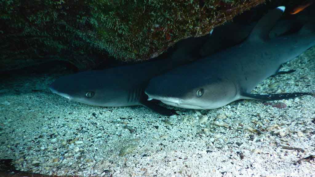 Dos tiburones de arrecife de punta blanca se refugian bajo una cornisa de roca en Galápagos
