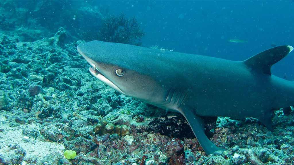 Galapagos Whitetip Reef Shark - close-up weergave van een duiker camera