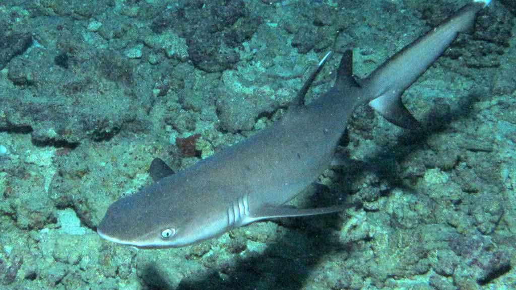 Un requin de récif à pointe blanche nageant dans les bas-fonds des îles Galapagos