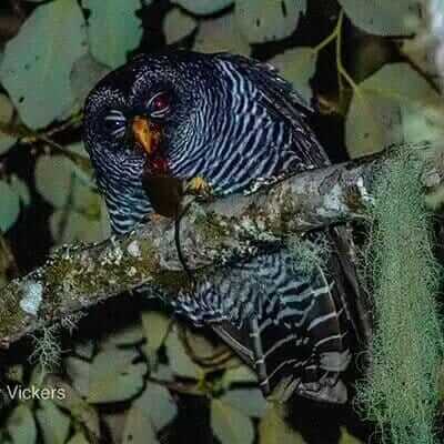 San-Isidro-Owl ecuador
