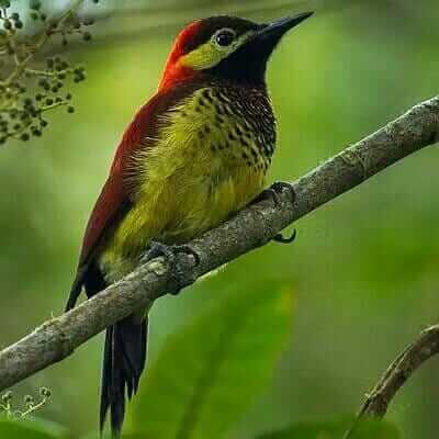 yellow red and black woodpecker bird