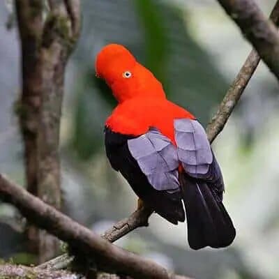 andean cock of the rock lek in ecuador's cloud forest