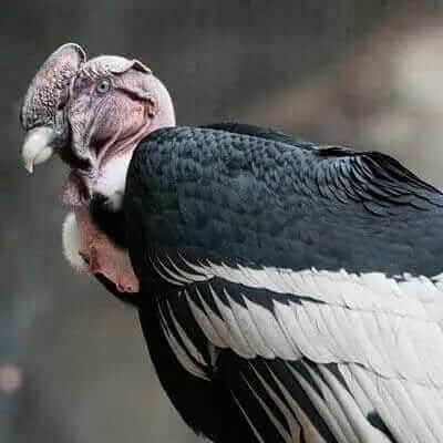 Anden-Kondor-Ecuador-Vogelbeobachtungstouren