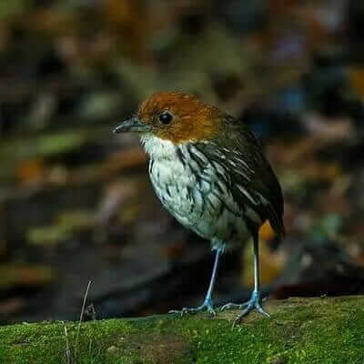 antpitta bird in ecuador cloud forest