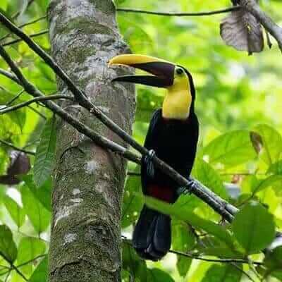 barbets and toucans ecuador birding