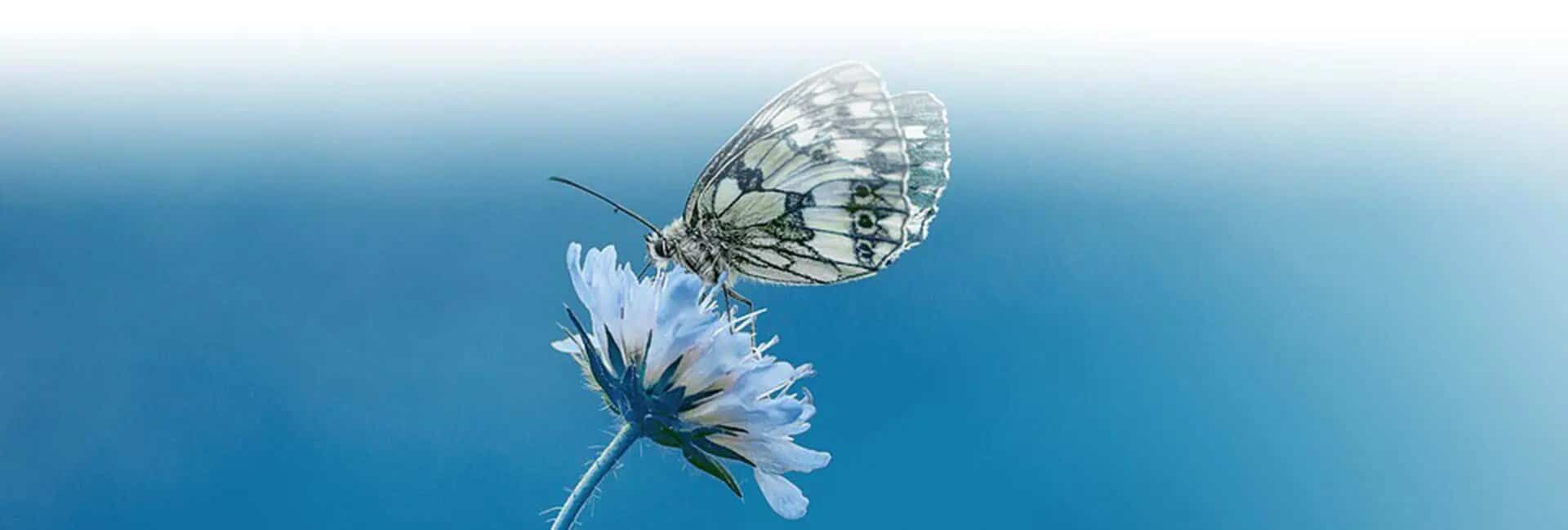 ecuador cloud forest butterfly