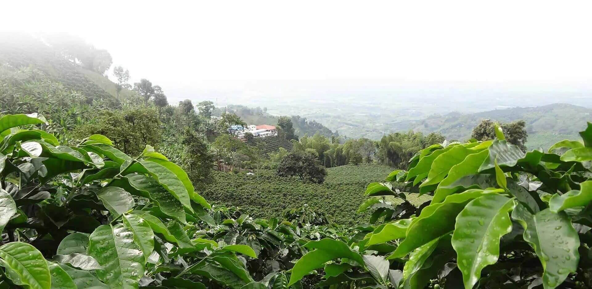 Zip wire in El Bosque del Saman, Pereira, Quindio, Colombia. The zipe line  are over the coffee platations. Colombian coffee growing axis. The  Colombian coffee Region, also known as the Coffee Triangle