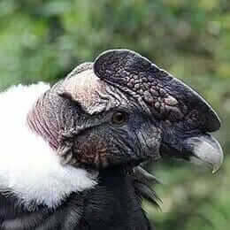 banner andean condor bird at ecuador antisana reserve