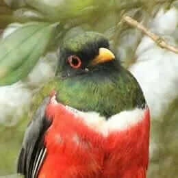 maskierter Trogon Vogel Ecuador