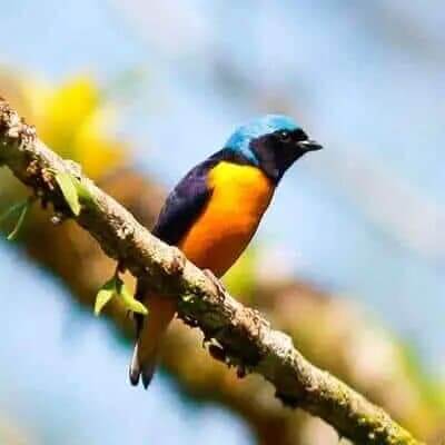 ecuador-bird-watching-trips to spot endemic species