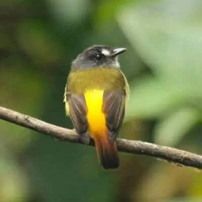 Fliegenfänger Ecuador Vogeltouren