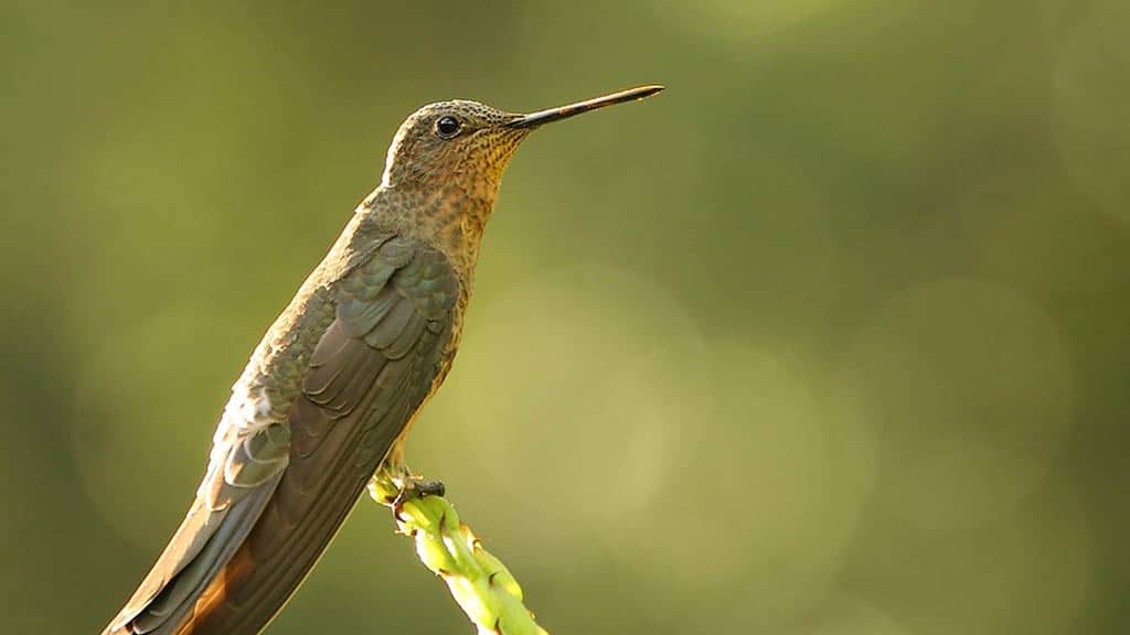 giant hummingbird at el cajas national park ecuador