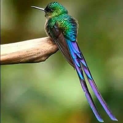 grüner Kolibri mit dem langen blauen Schwanz, der auf einem Zweig im Nebelwald ecuador Kolibris-ecuador sitzt