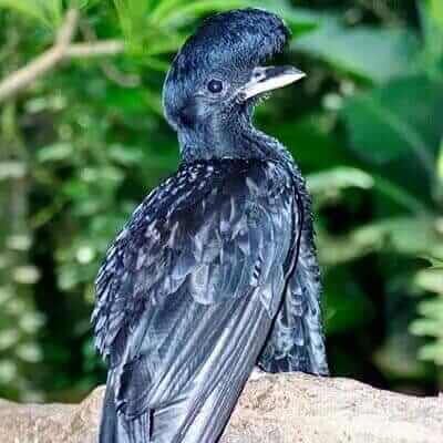 long wattled umbrellabird ecuador birding vacation