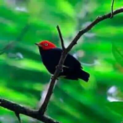 Manakin Vogelbeobachtung in Ecuador