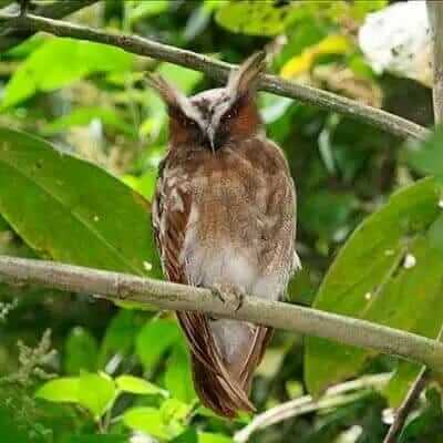 ecuador bird watching tours - owls