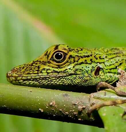 rare-amphibians-at-the-amazon-jungle-ecuador-staring-at-camera