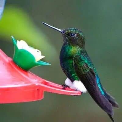 hummingbird at feeder in ecuador