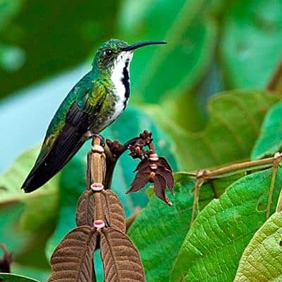 ecuador-birding trip hummingbird on branch