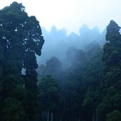 Ecuador-Wolkenwald-Landschaft