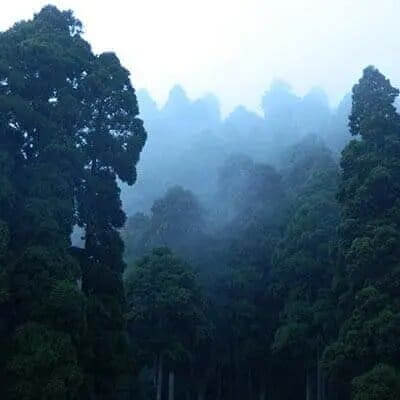 ecuador-cloudforest-landscape birding