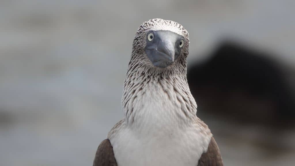 blue footed booby in the galapagos islands