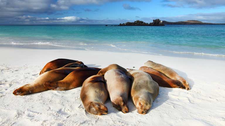 A-group-of-Galapagos-sea-lions-sleeping