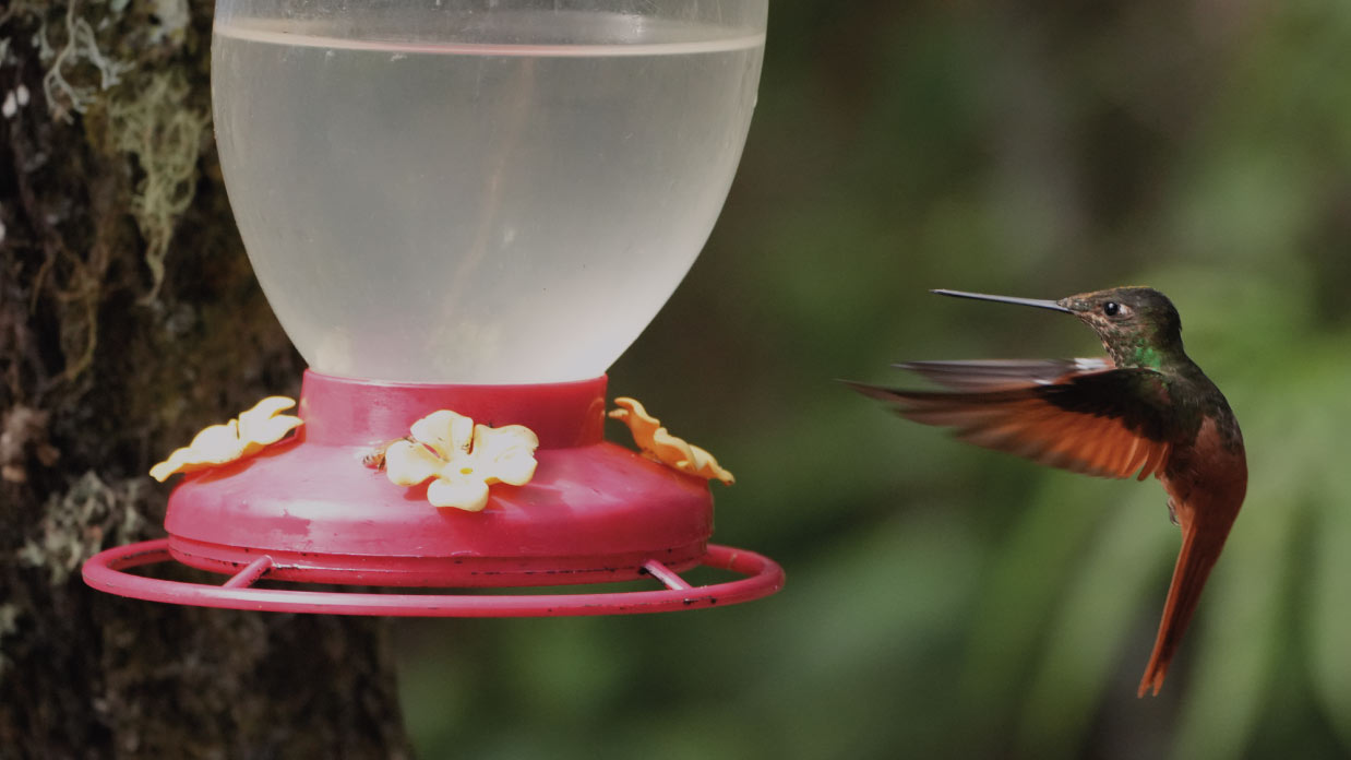 Ecuador-Hummingbirds-A-Guide-to-Spotting-Colibris-in-Ecuador