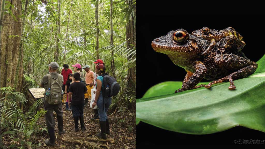 Ecuador's-frogs in the Amazon-region