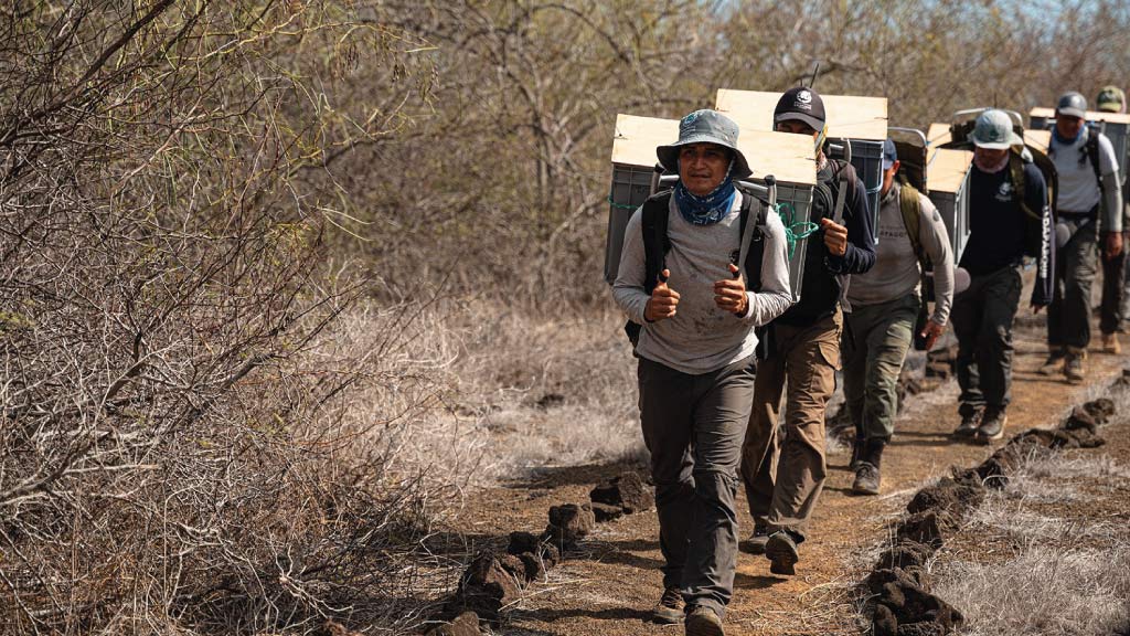 Floreana-Habitat-Preparation carrying tortoises to their new home