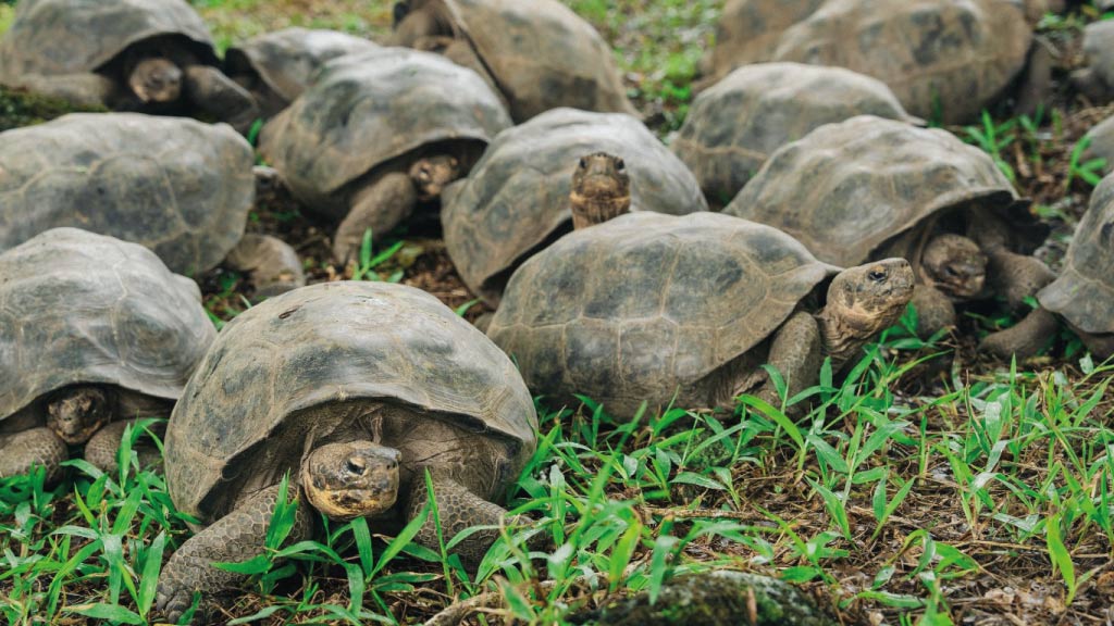 juvenile Floreana-giant-tortoises
