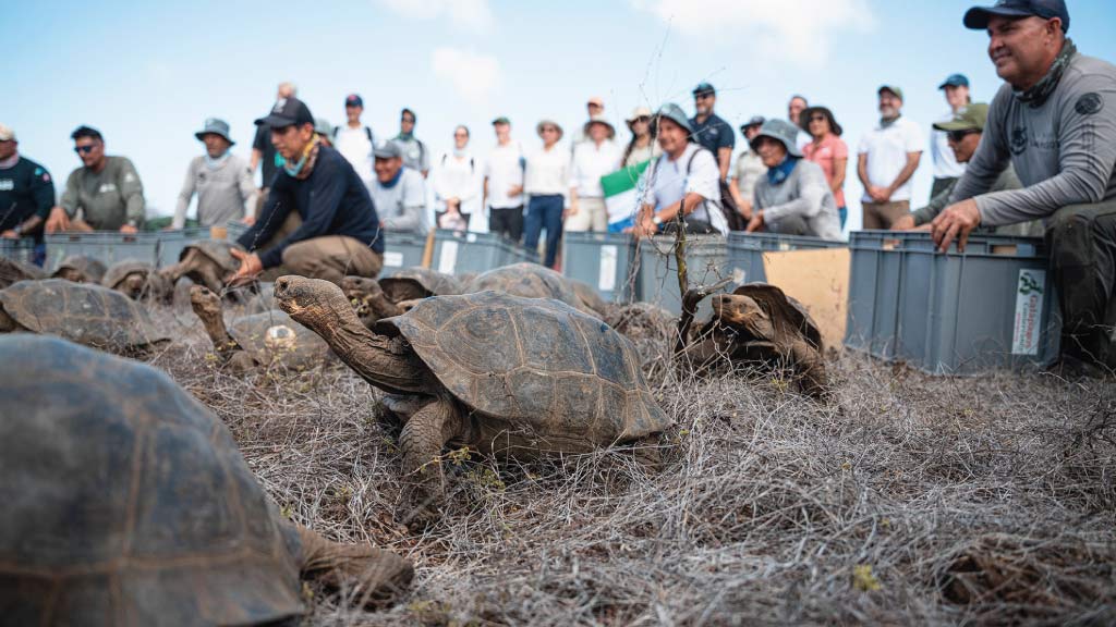 successful release of floreana island giant tortoise galapagos islands