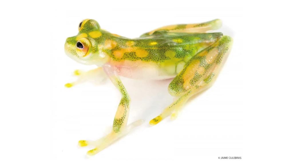 Glassfrogs ecuador atrato glass frog (Hyalinobatrachium aureoguttatum)