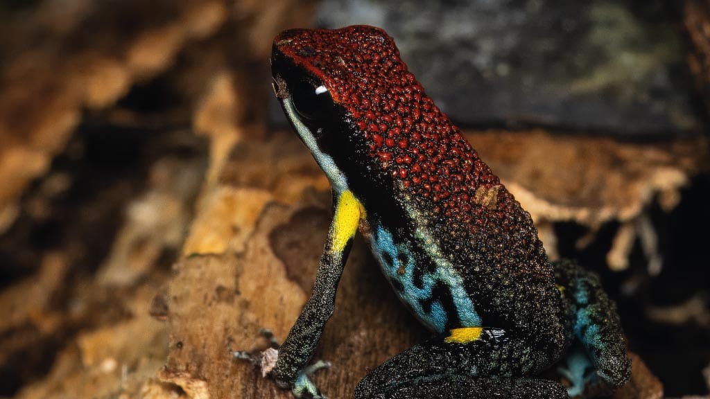 Poison-Dart-Frogs ecuador Ecuador Poison Frog (Ameerega bilinguis)