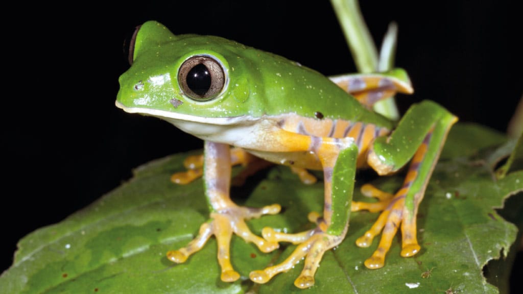 Tiger-striped-Monkey-Frog ecuador Phyllomedusa tomopterna