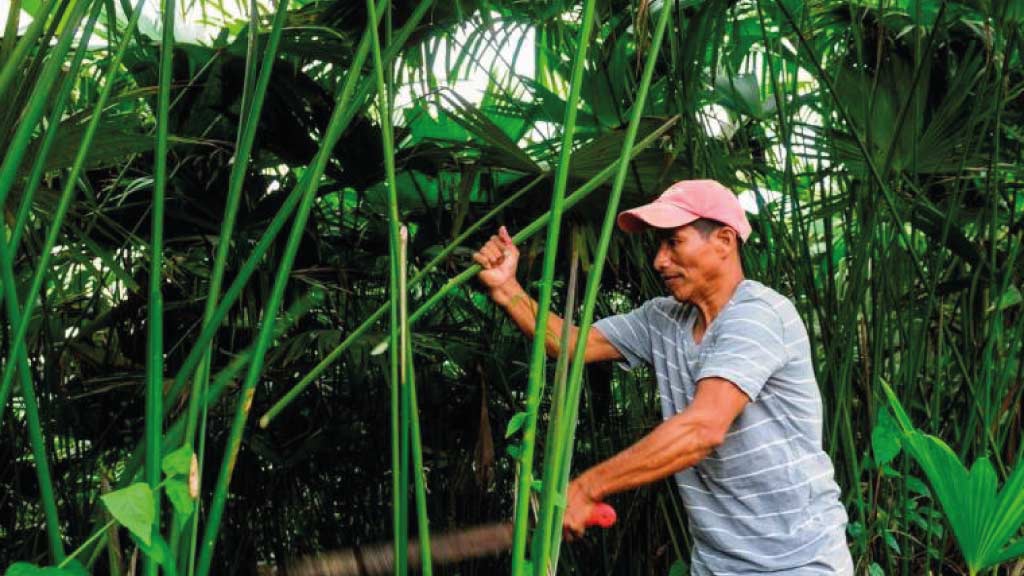 Toquilla-Palm-Harvest for panama hat production in ecuador
