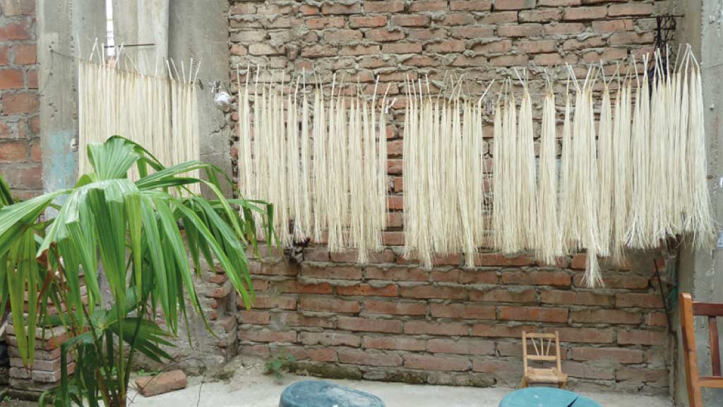 Toquilla-Straw-Preparation for panama hats montecristi ecuador