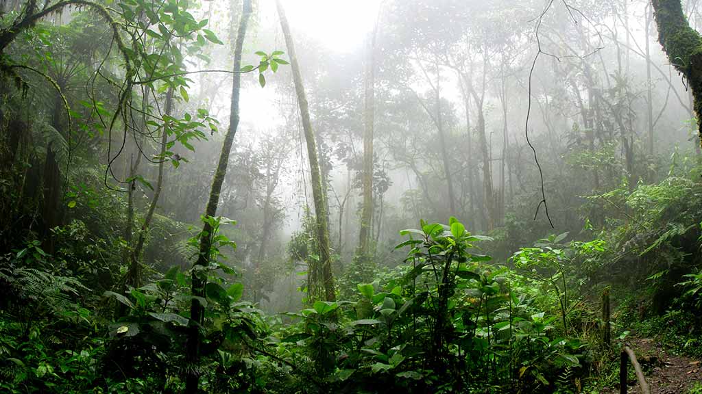 ecuador amazon-rainforest-rainy-landscape