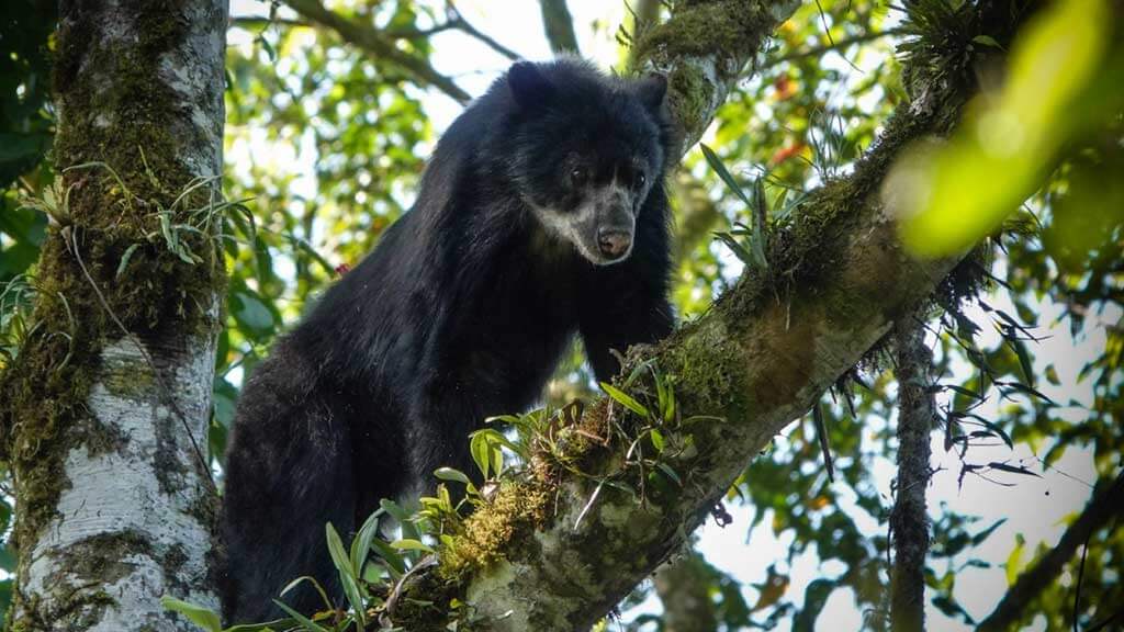 andean-bear-on-a-tree-ecuador maquipucuna