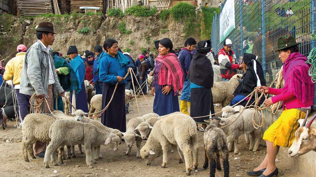 ecuador otavalo-animal-market