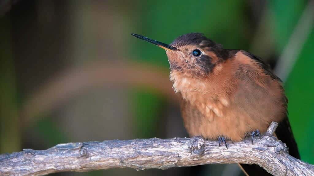 shining sunbeam hummingbird antisana ecological reserve bird watching