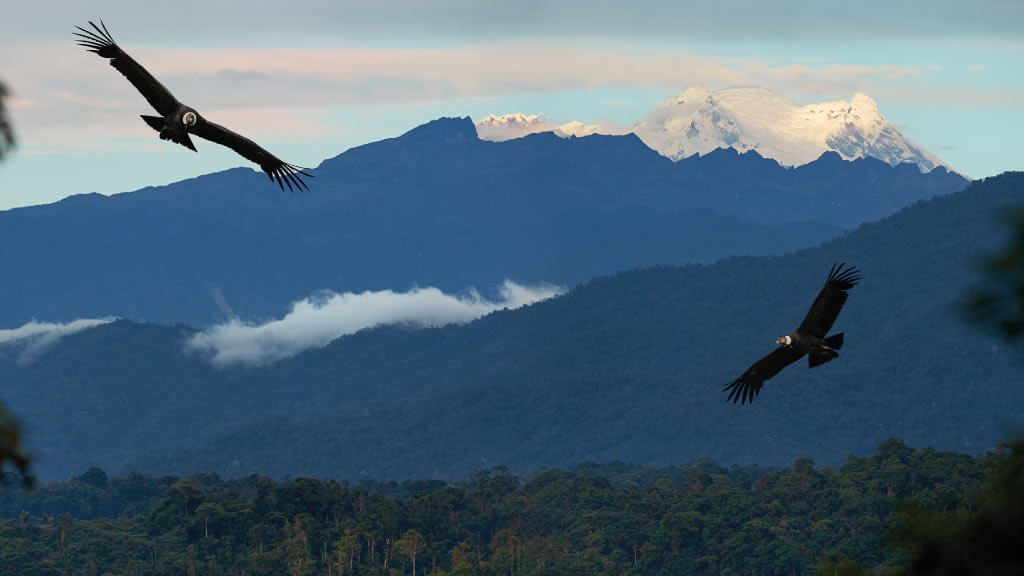 antisana-reserve-volcano-condors flying