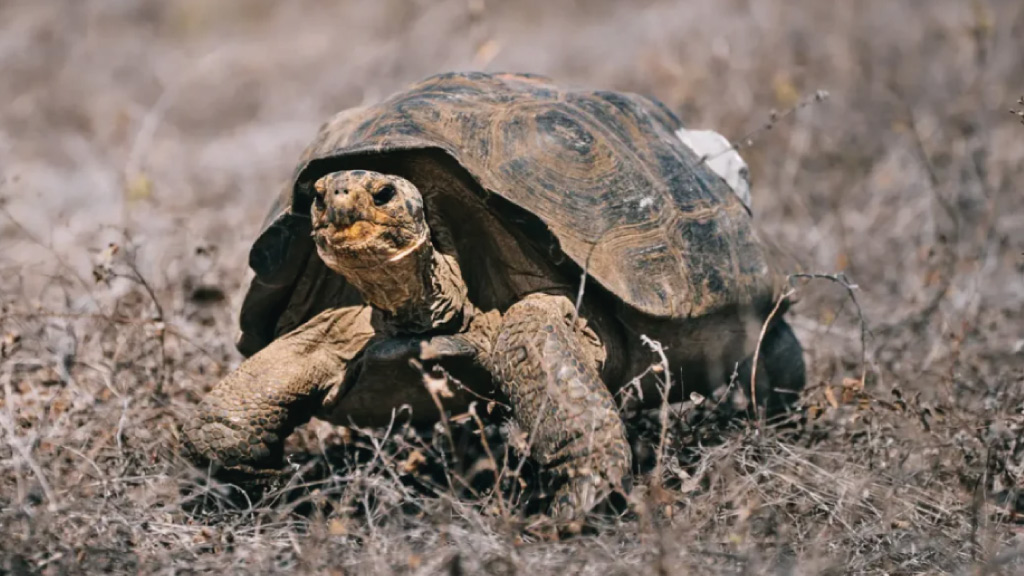 baby-giant-tortoise-floreana