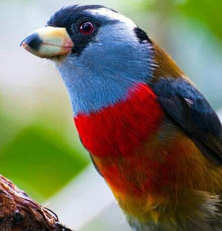 toucan barbet on an ecuador birding tour