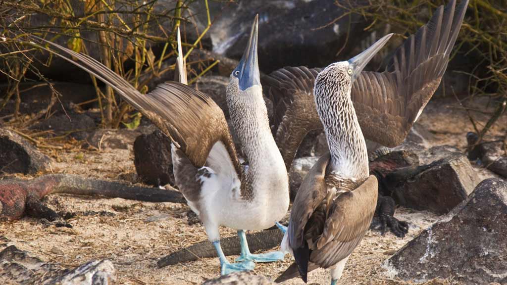 galapagos blue footed booby romantic courtship dance