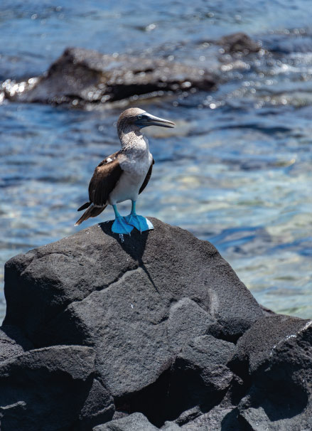 galapagos islands cruises best deals and tours 