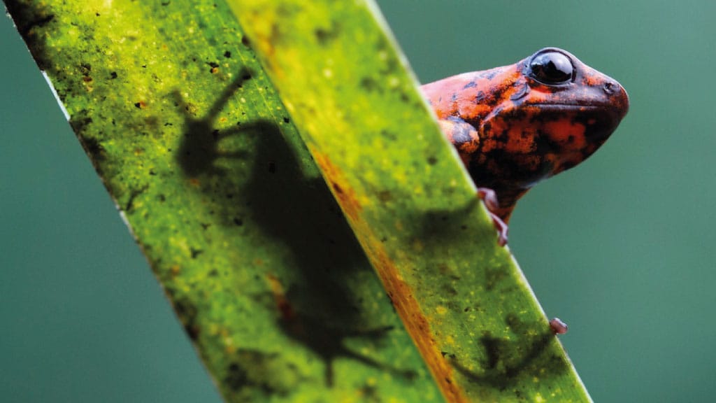 canande-reserve-frog choco andino ecuador